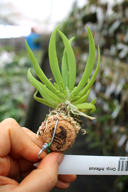 Ornithocephalus inflexus.jpg