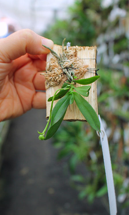 Haraella retrocalla.jpg