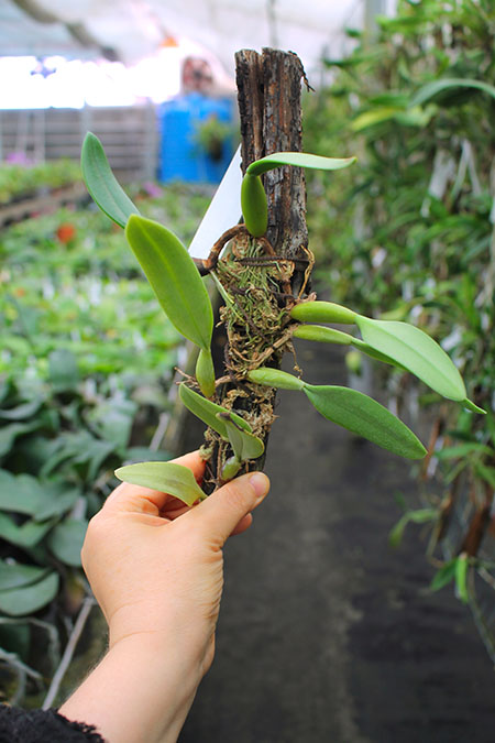 Bulbophyllum fascinator.jpg