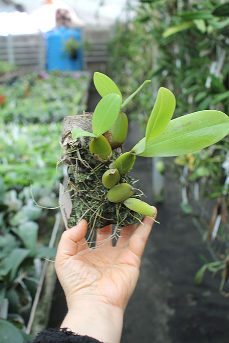 Bulbophyllum purpureorhachis.jpg