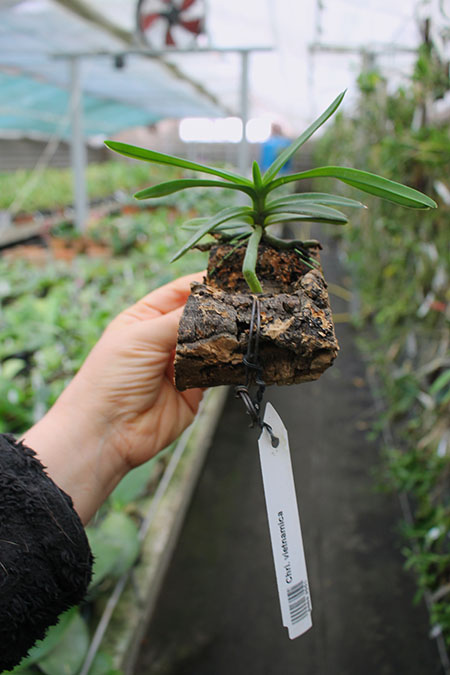 Christensonia vietnamica.jpg