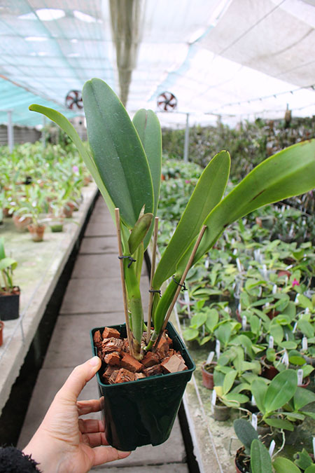 Cattleya labiata 'Vera Cristina' x Cattleya labiata lilas 'Borges'.jpg