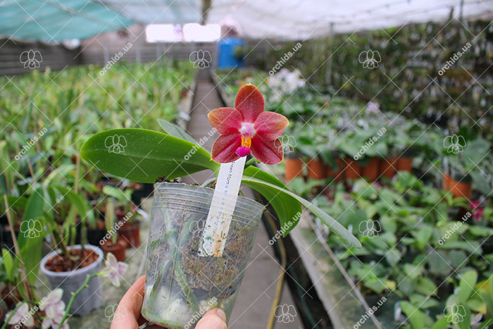 Phalaenopsis Ho's Green Marble '#1' x Chang Maw Evergreen 'U-Bix'.jpg