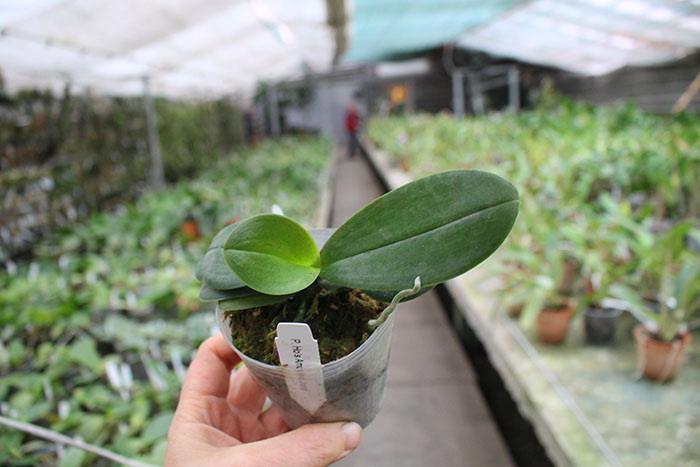 Phalaenopsis Ho's Amaglad.jpg