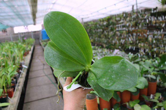 Phalaenopsis Joy Spring Canary 'Yaphon'.jpg
