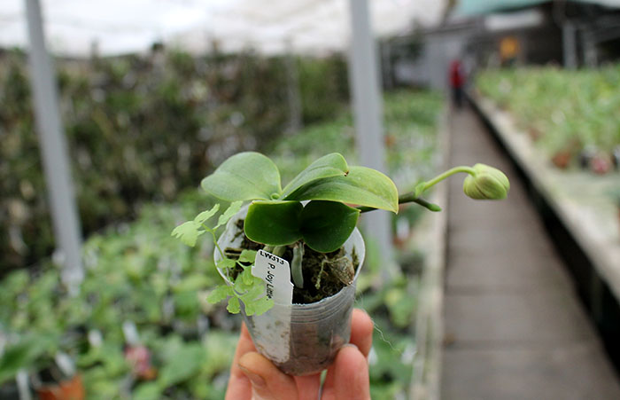 Phalaenopsis Joy little Plums.jpg