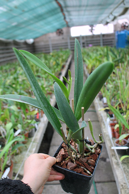 Brassocattleya Little Marmaid 'Janet'.jpg
