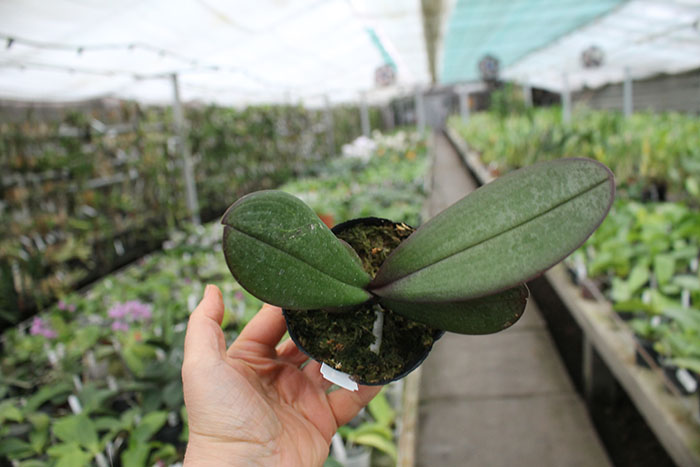 Phalaenopsis (philippinensis 'Kung Sir' x amabilis 'Sabah').jpg