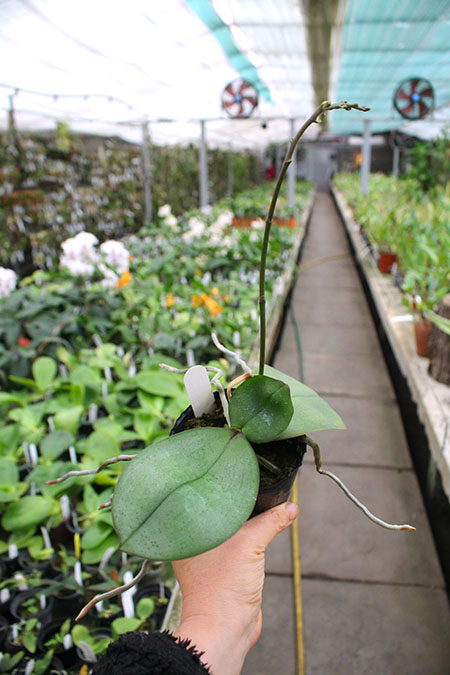 Phalaenopsis Liu's Twilight Rainbow x celebensis.jpg