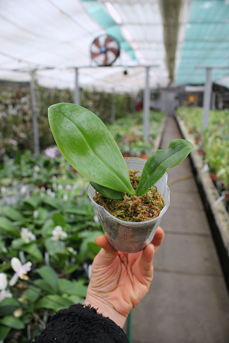 Phalaenopsis KS Super Zebra 'WR‘ (clone).jpg