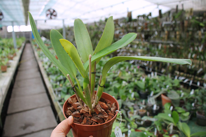 Cattleya labiata amesiana lineata 'AWZ' (Z-8) x Cattleya labiata amesiana lineata 'Pedra Azul'.jpg