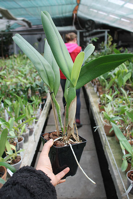 Rhynchosophrocattleya Mormilani Jewel 'Chunfong'.jpg