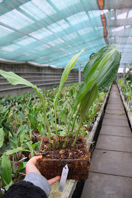 Stanhopea platyceras.jpg