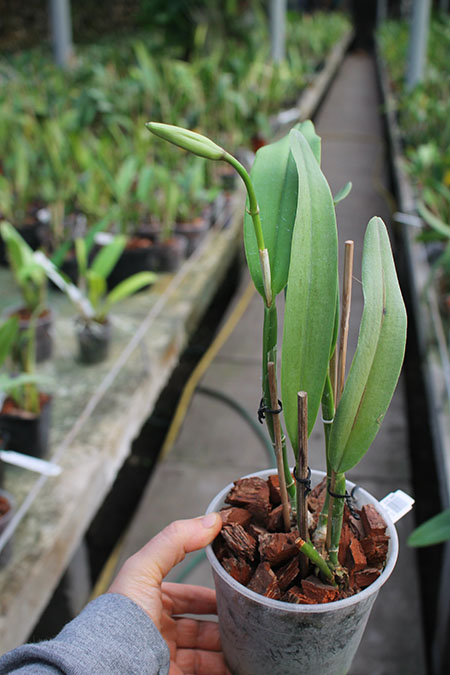 Cattleya maxima semi-alba 'La Pedrena'.jpg
