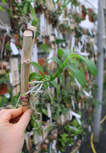 Barkeria whartoniana.jpg