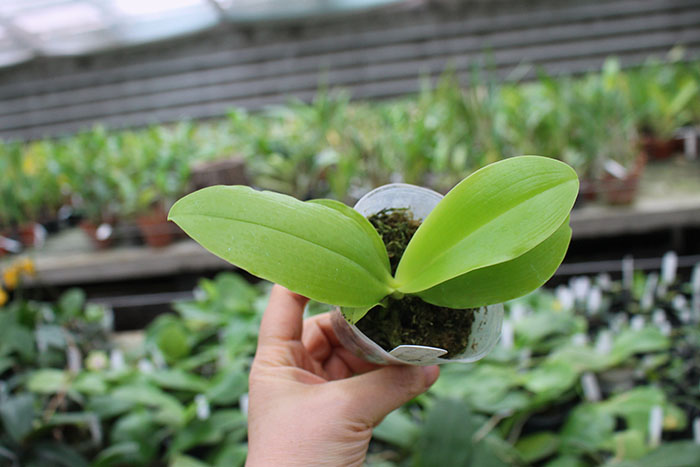 Phalaenopsis (speciosa coerulea 'Su's Coffee Candy' x lueddemanniana coerulea).jpg