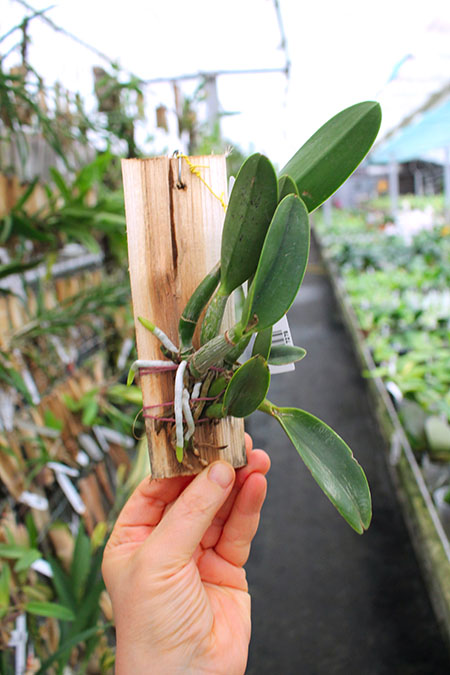 Cattleya Jairak Dolly.jpg