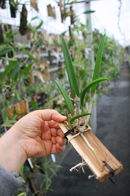 Brassavola George Tyler 'Diamond Orchids' x Brassavola digbyana 'Shamrock'.jpg