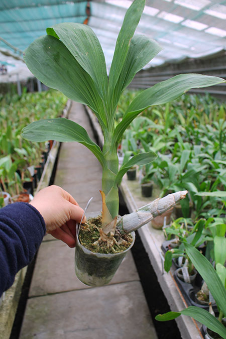 Cycnoches Jumbo Cooper 'SVO’ x Cycnoches Alexis Jesus Pardo 'Sleeper Keeper’.jpg