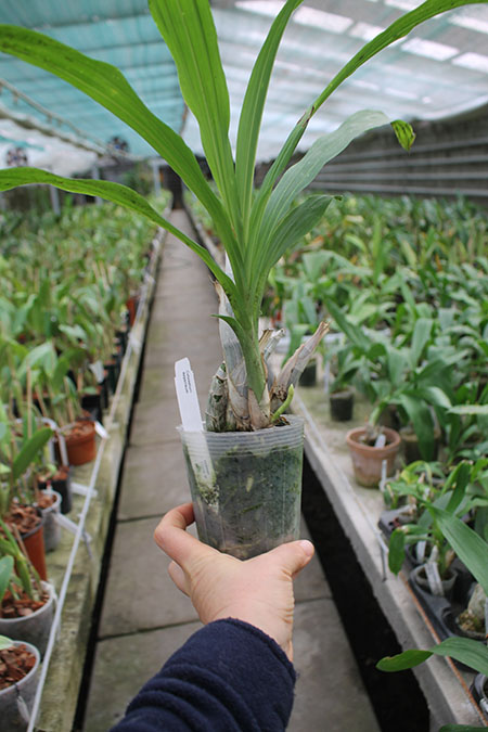 Catasetum expansum.jpg