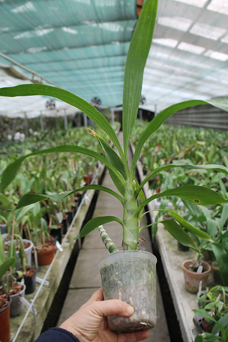 Cycnodes Wine Delight.jpg