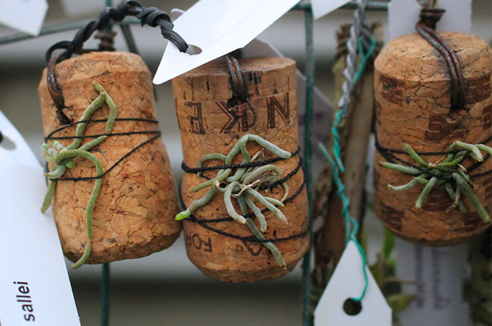 Dendrophylax sallei.jpg