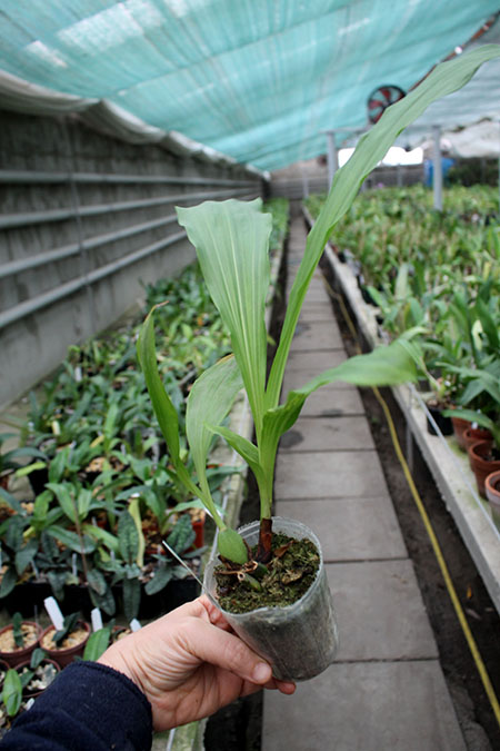 Lycaste Shonan Bright (John Ezzy 'Pink Star' x Shoalhaven 'Kobe').jpg