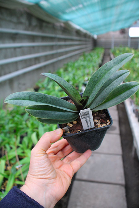 Paphiopedilum Memoria Bob Holm (gratrixianum x Krull's Worthy Web).jpg