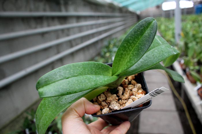 Paphiopedilum rothschildianum x niveum.jpg