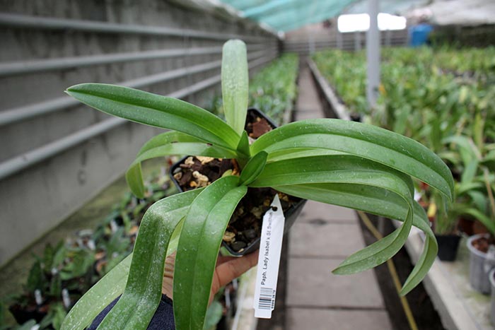 Paphiopedilum Lady Isabel x St Swithin.jpg