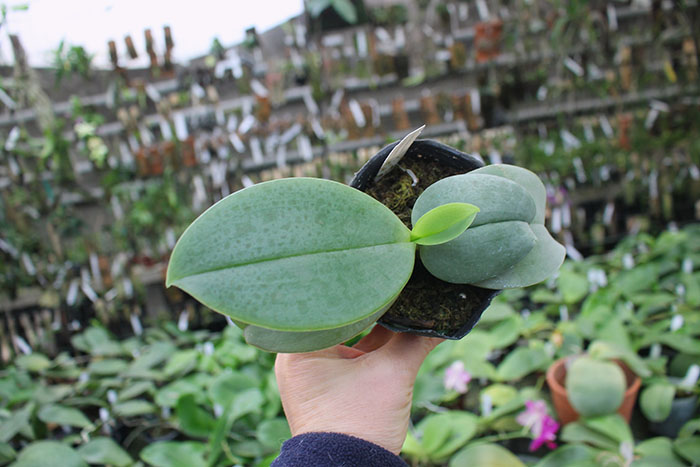 Phalaenopsis (gigantea - KS Red Cherry) ’Prince’ x gigantea.jpg