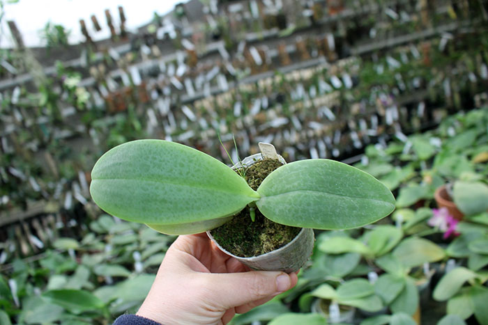 Phalaenopsis gigantea x Mituo Venosa.jpg