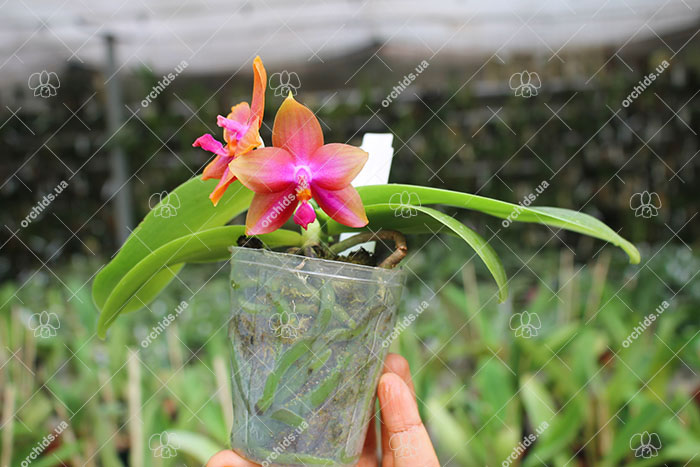 Phalaenopsis (Yin's Bellina Kaiulani x Ld's Bear Queen ) x Dragon Tree Eagle 'Red Eagle'.jpg