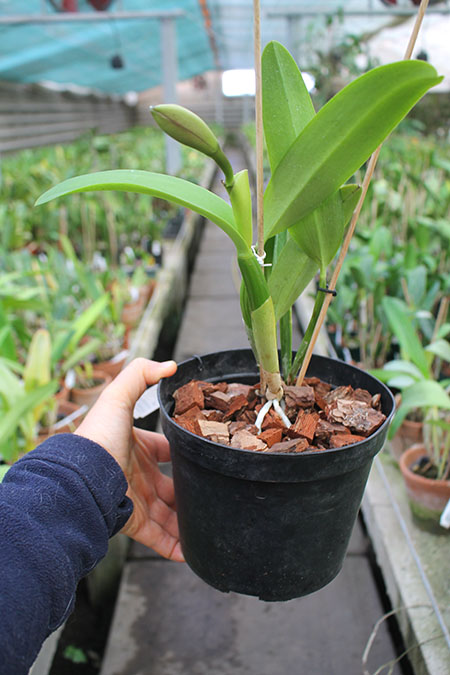 Brassocattleya Chief Pink 'Diana'.jpg