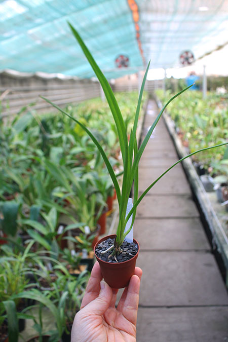 Cymbidiella pardalina.jpg