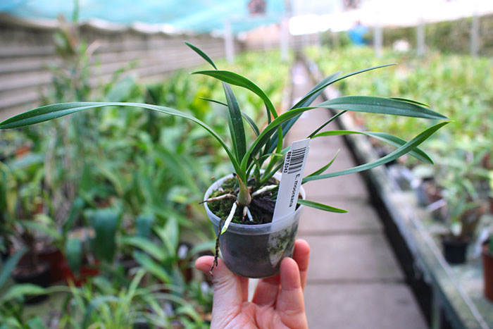 Encyclia mooreana.jpg