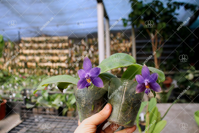 Phalaenopsis violacea indigo.jpg