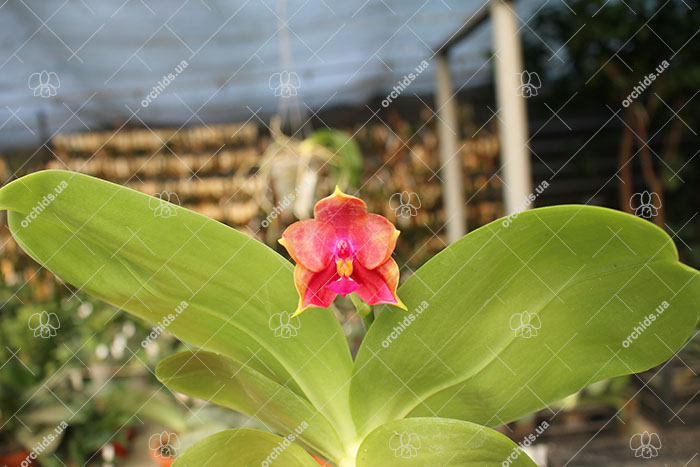 Phalaenopsis LD's Bear King 'YK-14' x Miro Super Star.jpg