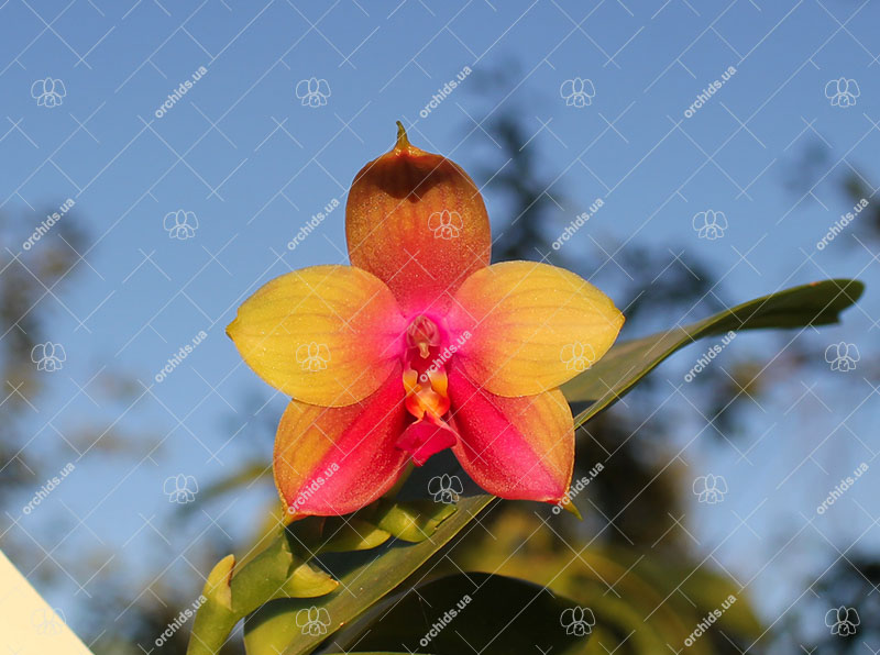 Phalaenopsis (Yin's Bellina Kaiulani x Ld's Bear Queen ) x Dragon Tree Eagle 'Red Eagle'.jpg