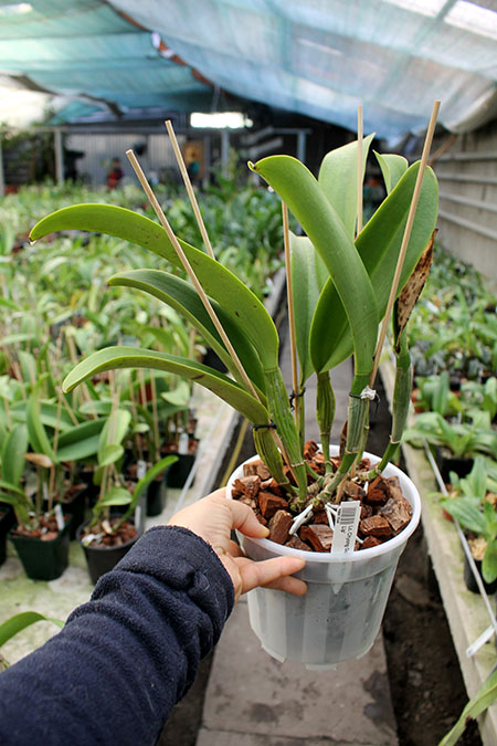 Laeliocattleya Chyong Guu Swan 'Ruby Lip'.jpg