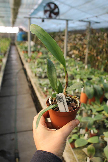 Brassolaeliocattleya Durigan x Cattleya Little Leopard.jpg