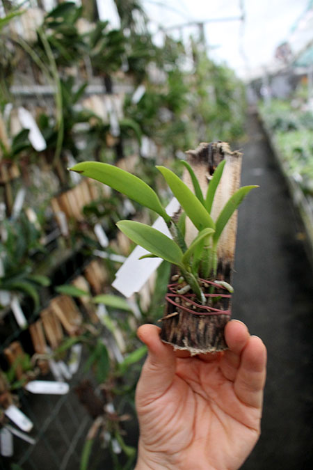 Cattlianthe Chian-Tzy Angel Land 'CT-Mesha'.jpg