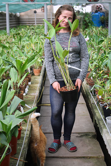 Cattleya guttata verde sem pintas 'AWZ' x guttata amarela sem pintas 'Onca Parda'.jpg