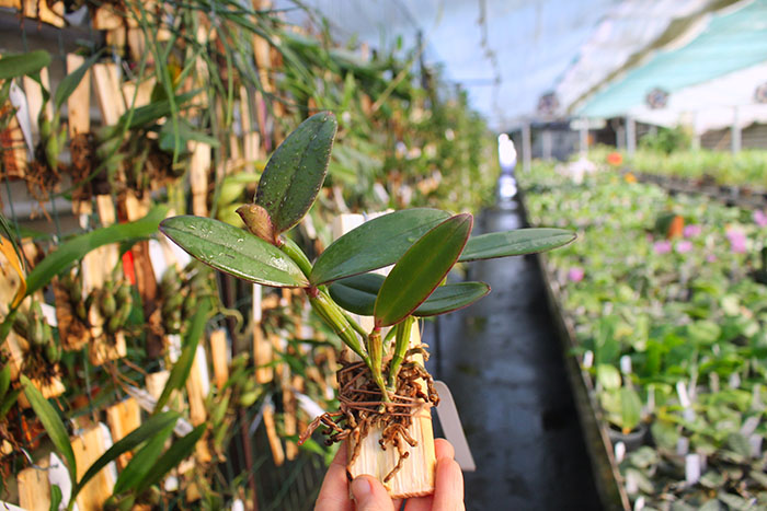 Cattleya schilleriana 'Sublime' x 'Preciosa'.jpg