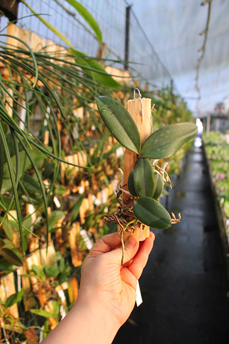 Cattleya schilleriana 'Shimoda' x Laelia pumila boa f (Z-1028).jpg
