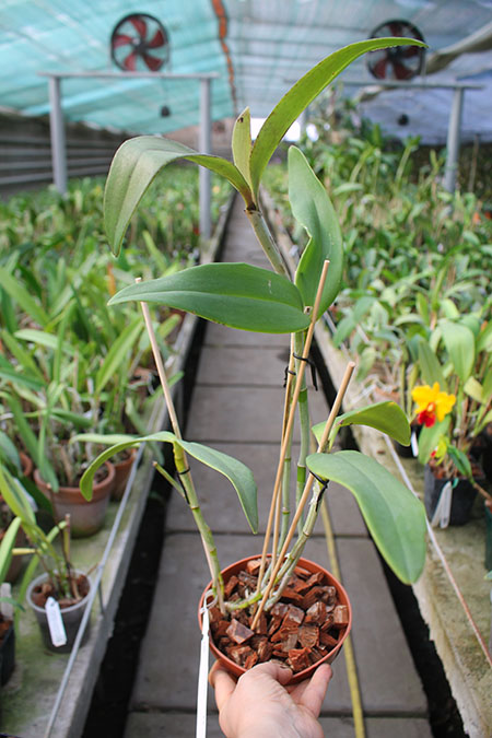 Cattleya schofieldiana 'Potira' x schofieldiana 'Janaína'.jpg
