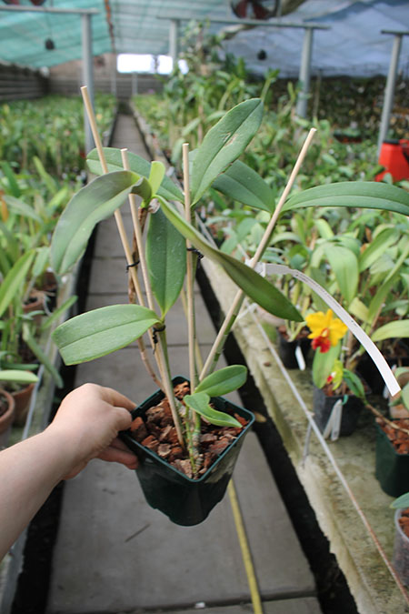 Cattleya schofieldiana escura 'Gloriosa' (ES) x schofieldiana 'GU' (ES).jpg
