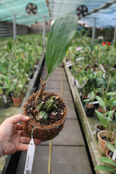 Stanhopea hernandezii.jpg