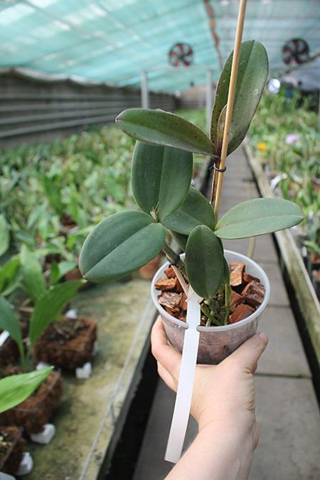 Cattleya schilleriana 'Agua Surda' x Cattleya Daphne 'Bordeaux'.jpg