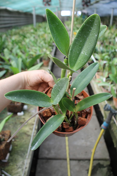 Cattleya loddigesii pelorica x SELF.jpg